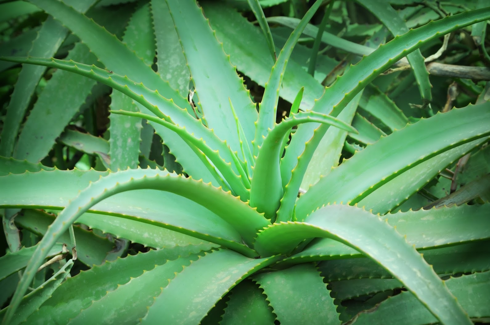 Aloe: kung paano pangalagaan ang isang halaman